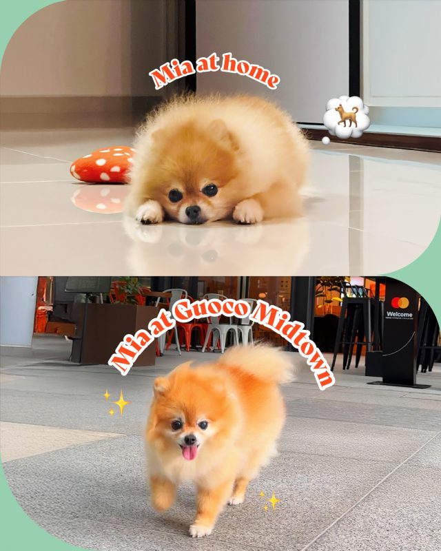 It’s wild what a pet-friendly space can do. 🐕✨ 

Bring your furry bestie to stroll, chill, or vibe at our pet-welcoming spaces.

🐕‍🦺 Outdoor dining? ✅
🐾 Walkable areas? ✅
🦴 Treat-worthy cafés? Double ✅

#GuocoMidtown #ExploreSingapore #HelloMidtown #PetsOfGMT #petfriendly