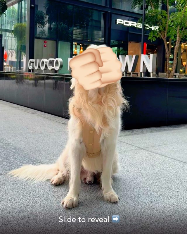 🐾 Pup-approved pitstop! From pet-friendly restaurants to cosy alfresco chilling, Guoco Midtown has got everything to keep tails wagging and pawrents smiling.​
​
#GuocoMidtownII #GuocoMidtown #ExploreSingapore #HelloMidtown #petfriendly