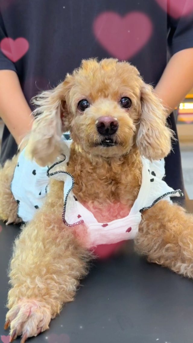 Think you and your furry companion make the most stylish duo? Dress up in matching outfits (or coordinated looks!) and show us who wore it better.

Join our Pets & Owners Edition and stand a chance to win $50 dining vouchers (for winning pairs)!

How to Join:

1.⁠ ⁠Follow our Instagram page [@GuocoMidtown].
2.⁠ ⁠Take a photo or short reel of you and your pet in matching or coordinated outfits.
3.⁠ ⁠Post it on Instagram and:
•⁠ ⁠Tag @GuocoMidtown
•⁠ ⁠Use the hashtag #WhoWoreItBetterGMT
•⁠ ⁠Make sure your profile is public so we can view your entry

In your caption, tell us in one line:
“Who wore it better, you or your pet?” 😆

Bonus: Tag a friend who should try this challenge with their pet.

Submission period: 1 - 12 April
Winners to be notified by: 16 April

Shortlisted entries will be featured on our IG Stories for public voting, 3 winning pairs will walk away with $50 vouchers, and 5 lucky voters will each win $20 vouchers.

Winners will be selected based on creativity, style coordination, and overall cuteness.

Selected entries may also be featured on Guoco Midtown’s social media channels.

#petfriendlySG #petsSG #SGPets