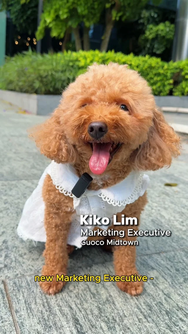 She’s done her research, picked her favourite spot, and is ready to clock in. 🐶

Come see what’s new at Guoco Midtown (Beach Road), where the zoomies are free and the humans get free parking too. 😉

📍 Lawn Area, behind The Telegraph by Olivia & Co. (#01-07)

Spend a minimum of $50 at participating stores and enjoy free parking:
🚗 Mon–Fri, after 5PM
🚗 Sat–Sun, all day

T&Cs apply.
#GuocoMidtown #HelloMidtown